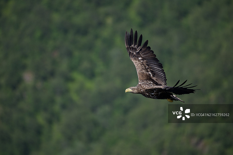 白尾鹰在飞行中图片素材