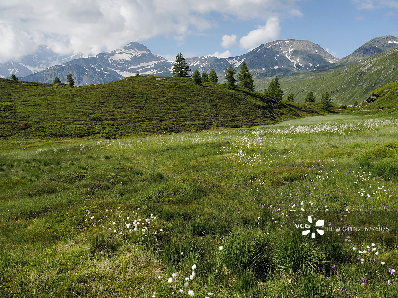 辛普伦山口的泥炭沼泽与开花的棉菅（Eriophorum angustifolium）图片素材