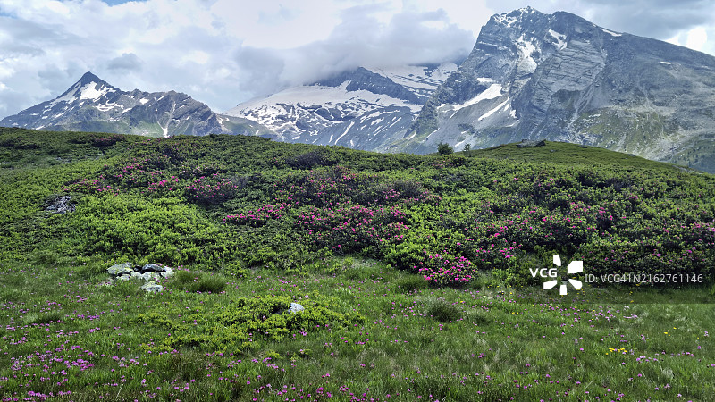 辛普隆山口附近的野生杜鹃花，背景是Hübschhorn山、Breithorn山和Terrarossa峰图片素材