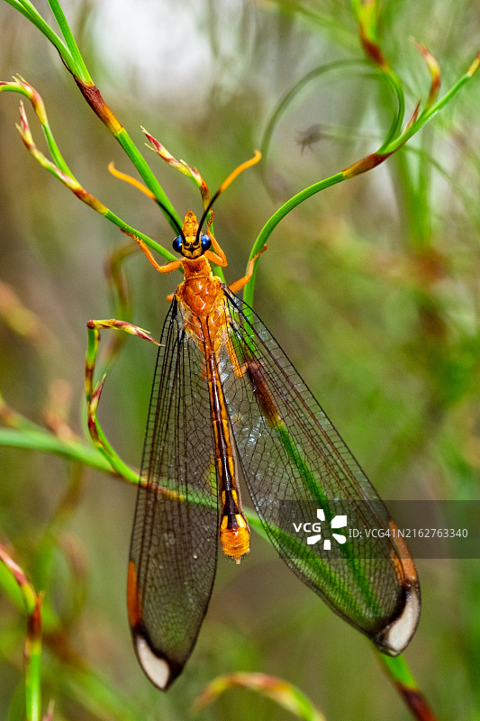 蓝色眼睛草蛉特写图片素材