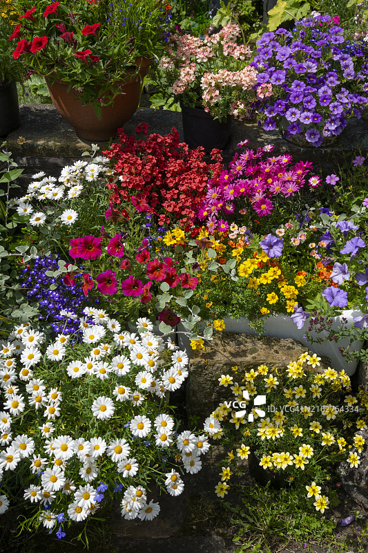 容器中色彩鲜艳的夏季植物图片素材