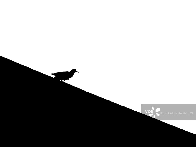 鸟类剪影图片素材