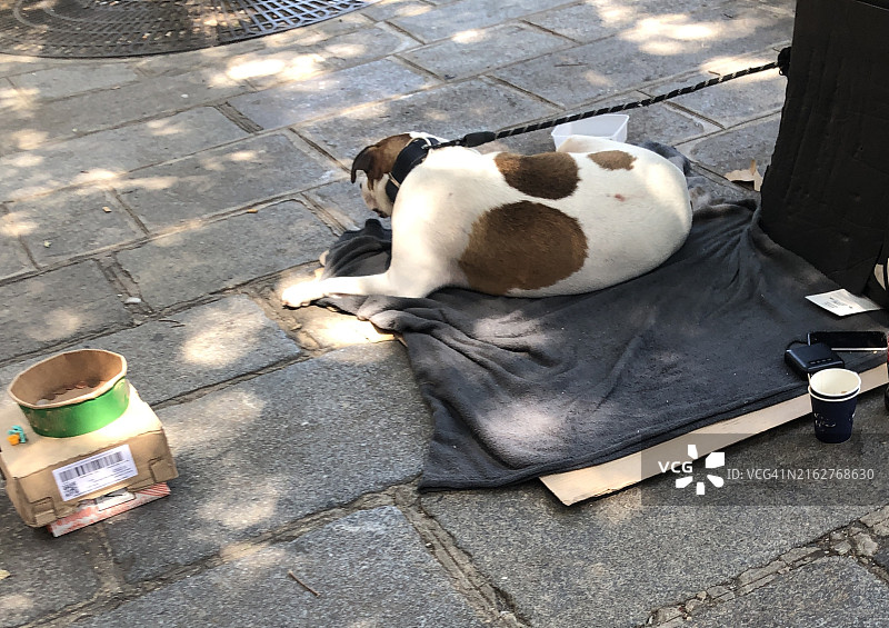 流浪者的狗图片素材