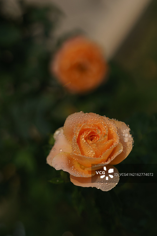 花园里的玫瑰花，橙色玫瑰花瓣。多汁的特拉扎玫瑰图片素材