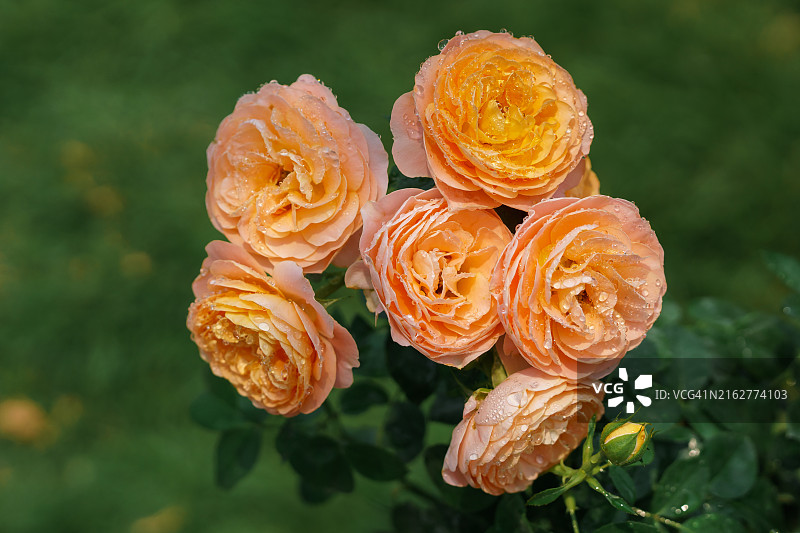 花园里的玫瑰花，橙色玫瑰花瓣。多汁的特拉扎玫瑰图片素材