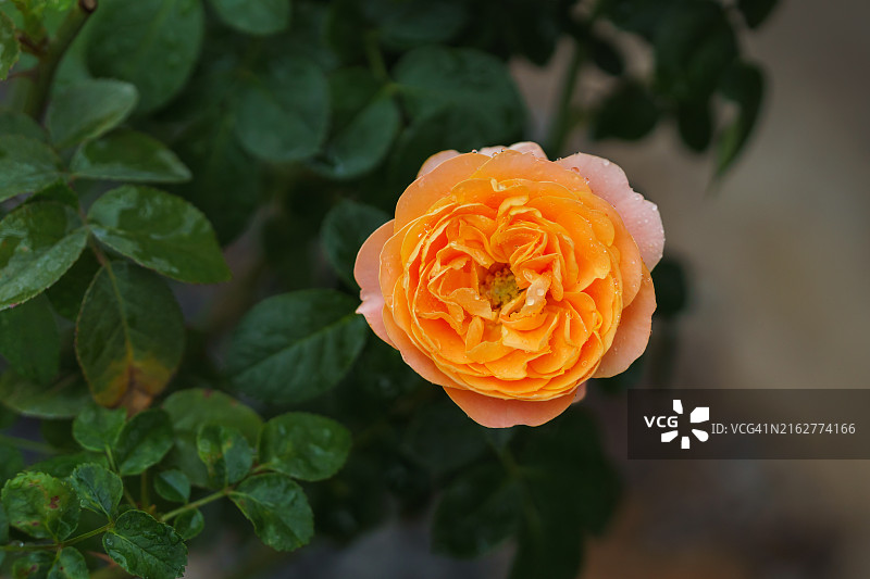 花园里的玫瑰花，橙色玫瑰花瓣。多汁的特拉扎玫瑰图片素材