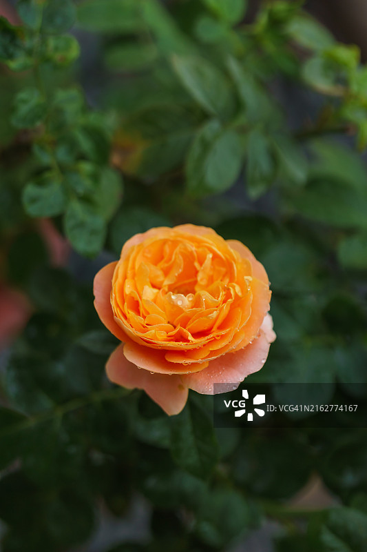 花园里的玫瑰花，橙色玫瑰花瓣。多汁的特拉扎玫瑰图片素材