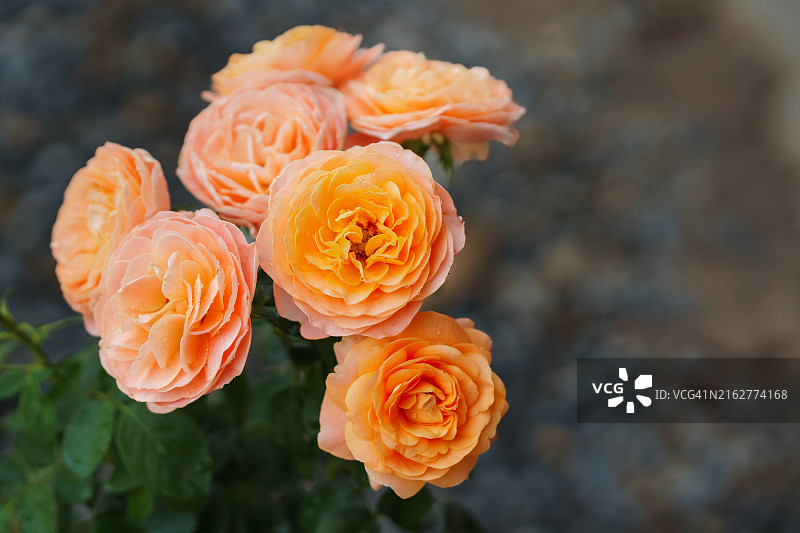 花园里的玫瑰花，橙色玫瑰花瓣。多汁的特拉扎玫瑰图片素材