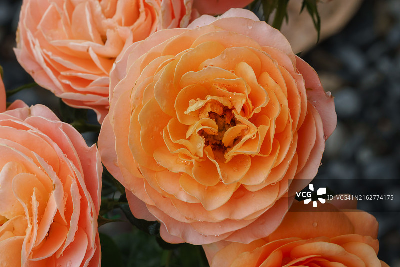 花园里的玫瑰花，橙色玫瑰花瓣。多汁的特拉扎玫瑰图片素材