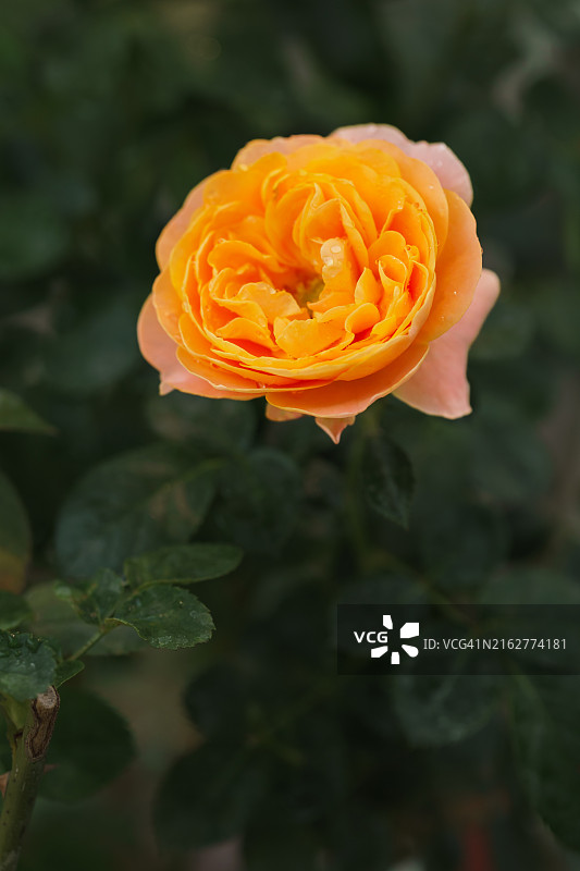 花园里的玫瑰花，橙色玫瑰花瓣。多汁的特拉扎玫瑰图片素材