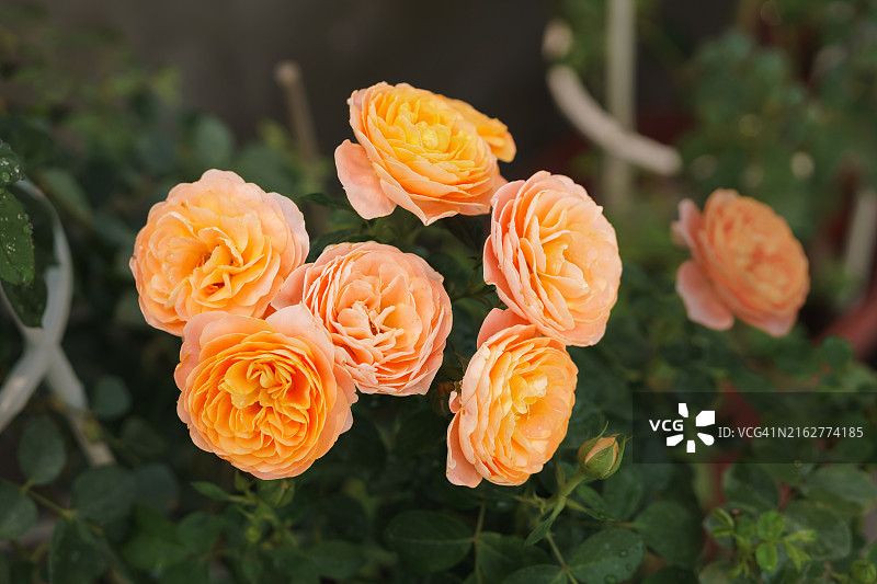 花园里的玫瑰花，橙色玫瑰花瓣。多汁的特拉扎玫瑰图片素材