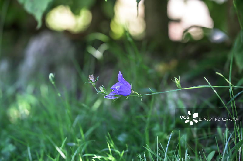 聚焦紫色花朵图片素材