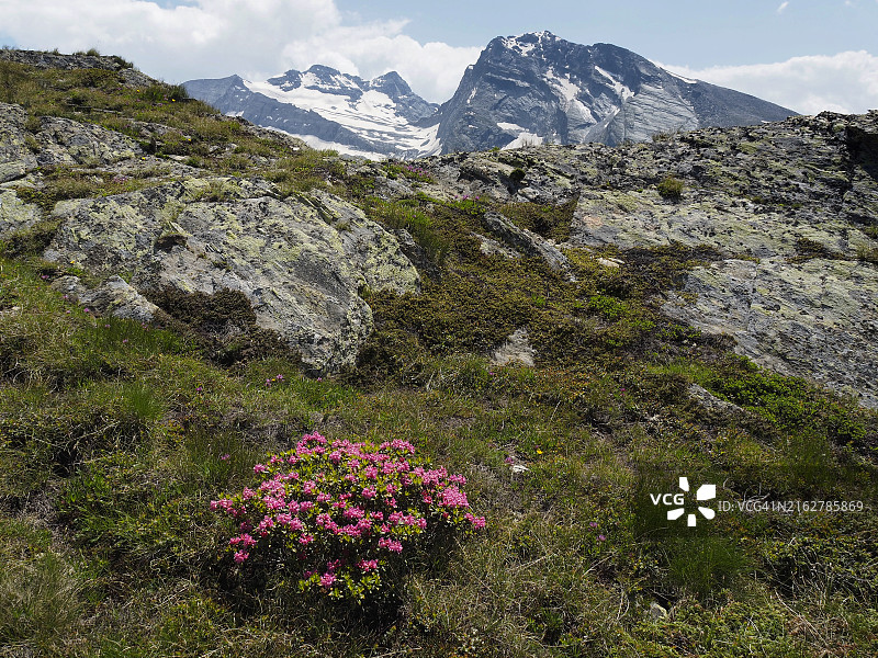 辛普伦山口盛开的野生杜鹃花（Rhododendron Ferrugineum），背景是许布什horn山和布莱特峰图片素材