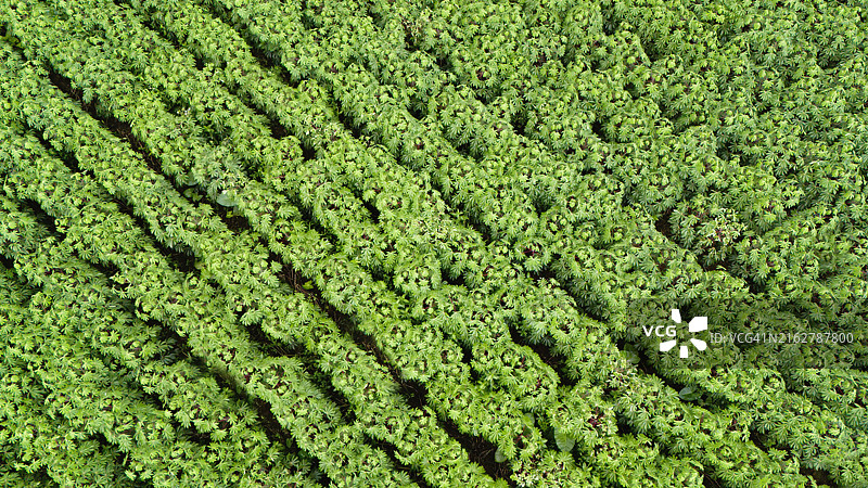 木薯植物的对角线排列图片素材