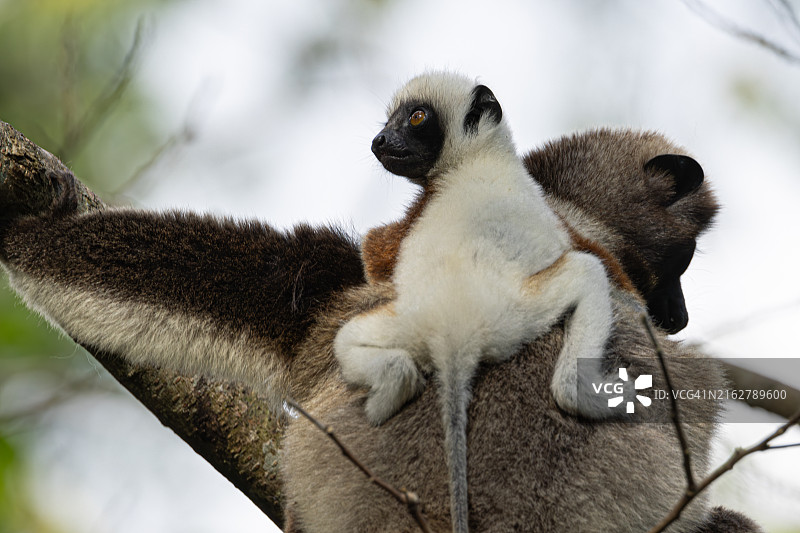 自然栖息地中的柯克雷尔冕狐猴母子图片素材