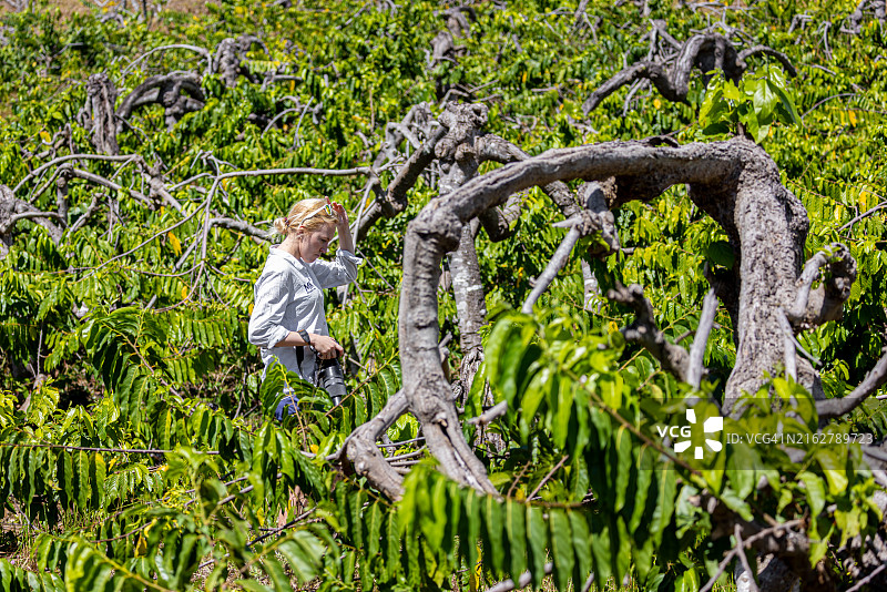 在依兰种植园工作的专业摄影师图片素材