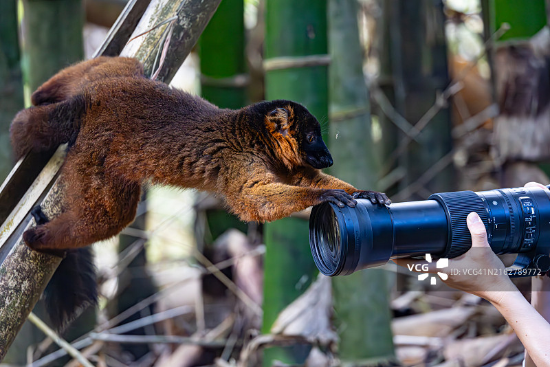 好奇的狐猴与摄影师的相机互动图片素材