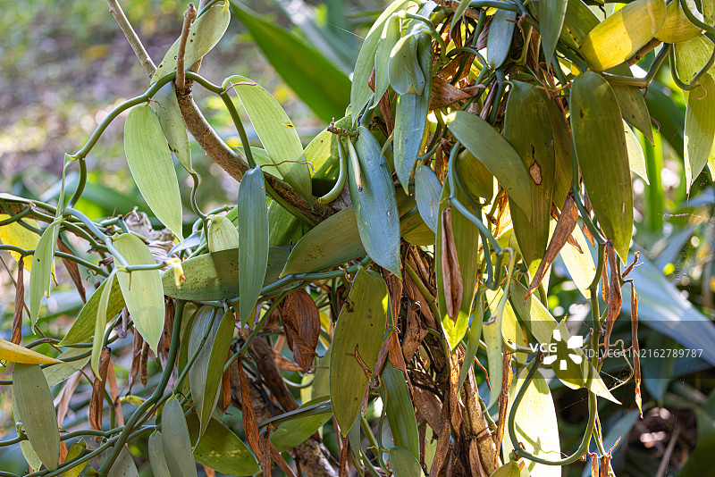 自然栖息地的香草植物图片素材