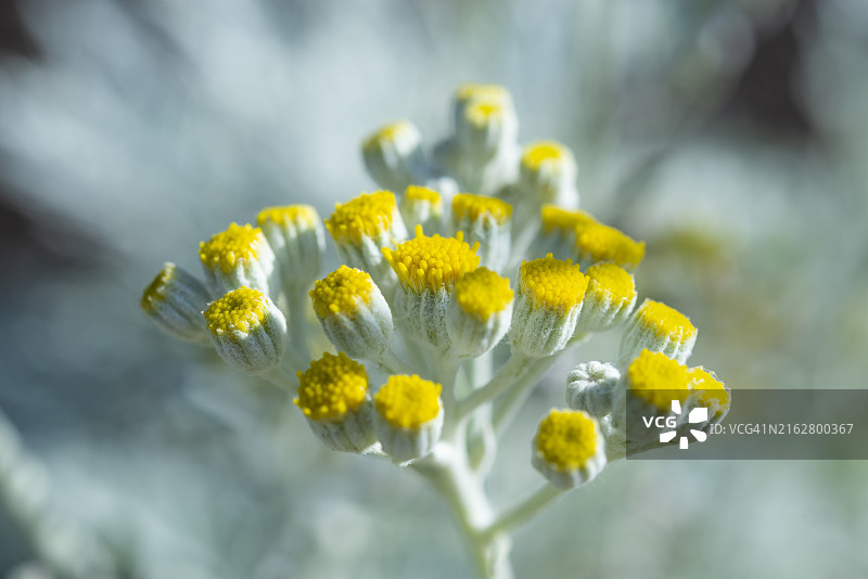 夏季灰叶千里光植物上的黄色花朵图片素材