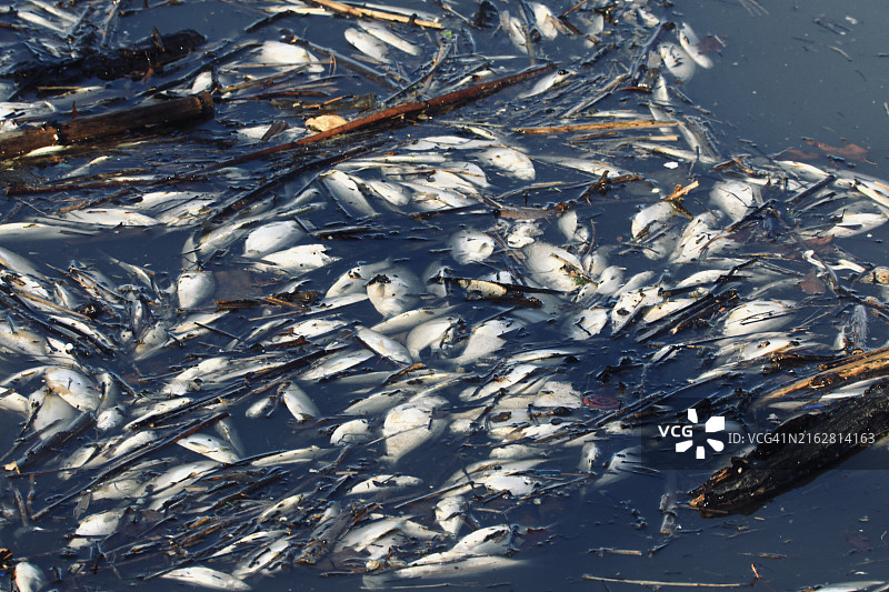 漂浮的死鱼图片素材