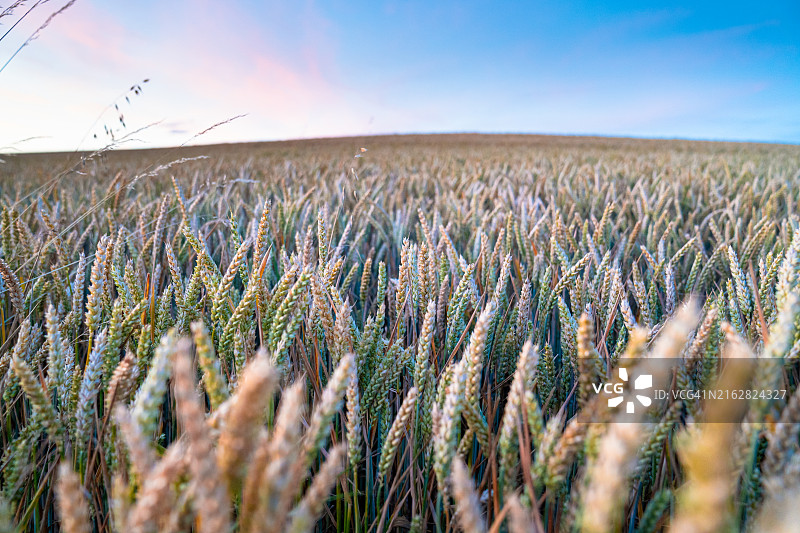 田野里的麦子特写图片素材