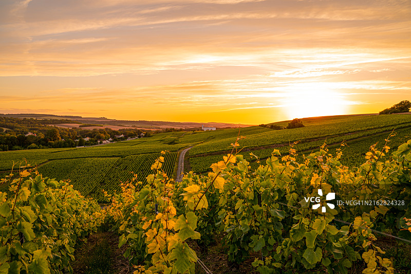 日落时分美丽的葡萄园图片素材