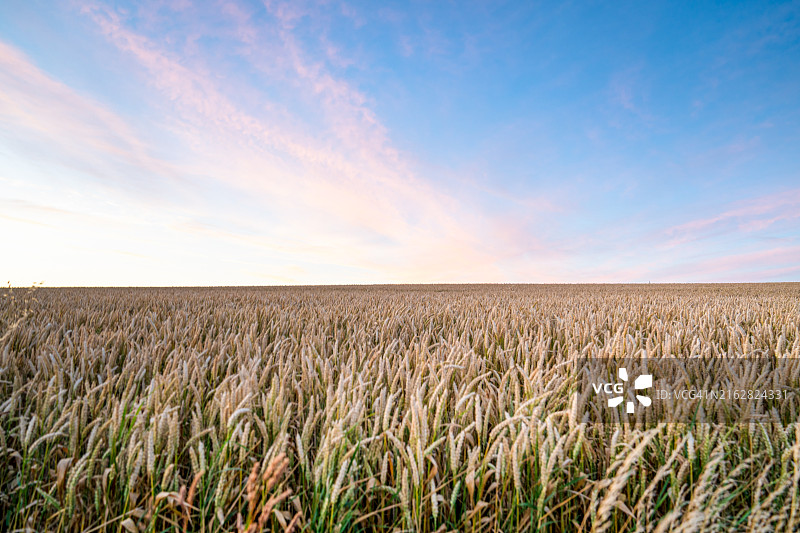 田野里的麦子特写图片素材