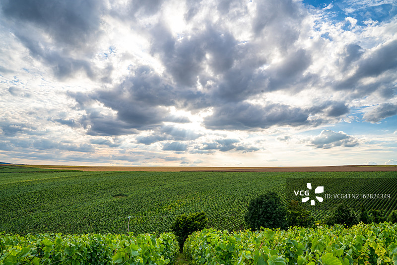 法国山地农场的葡萄园和葡萄图片素材