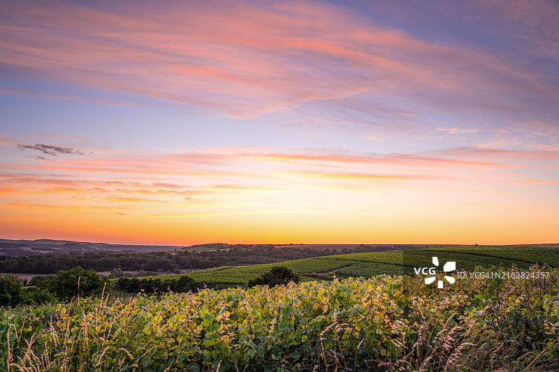 日落时分美丽的葡萄园图片素材