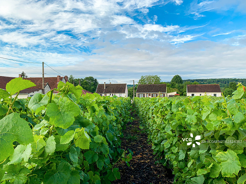 日落时分的葡萄园图片素材