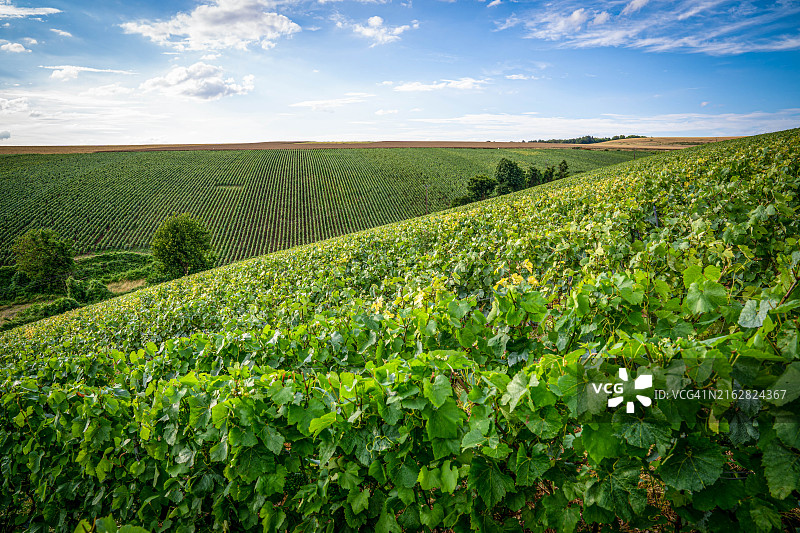 法国山地农场的葡萄园和葡萄图片素材