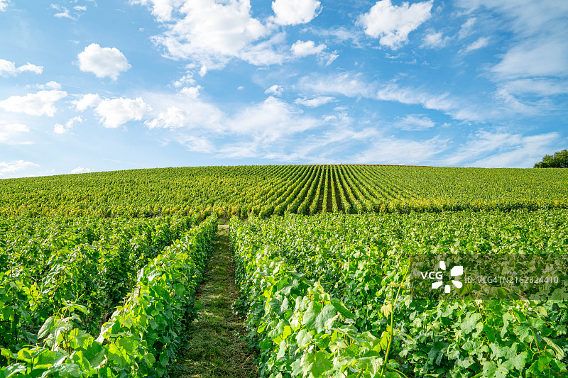 法国山地农场的葡萄园和葡萄图片素材