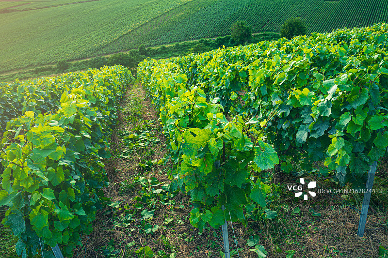 香槟葡萄园图片素材