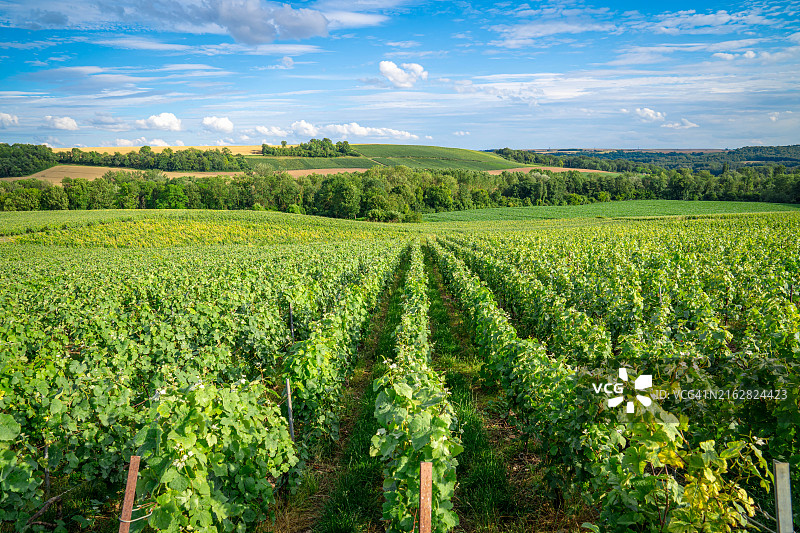 法国山地农场的葡萄园和葡萄图片素材