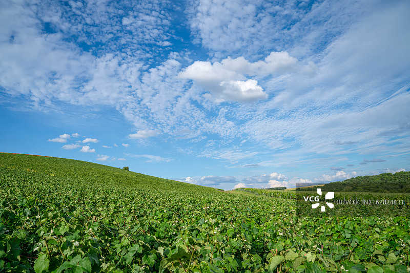 法国山地农场的葡萄园和葡萄图片素材