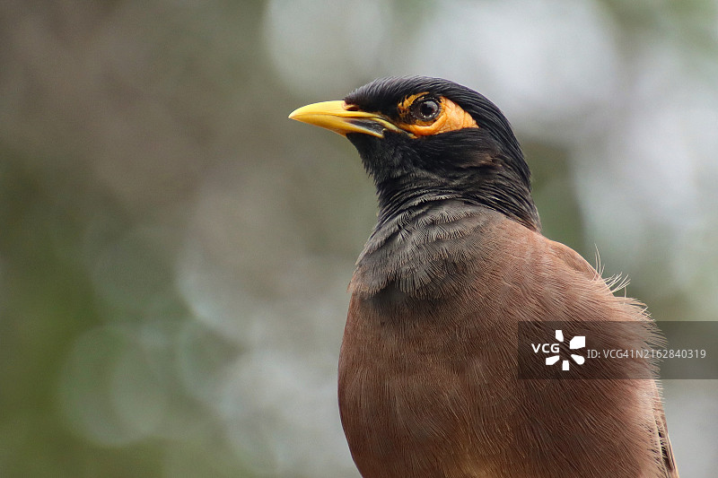 普通八哥肖像图片素材