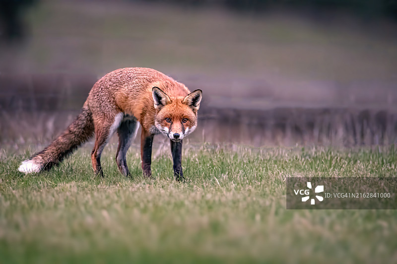 赤狐（Vulpes vulpes）图片素材