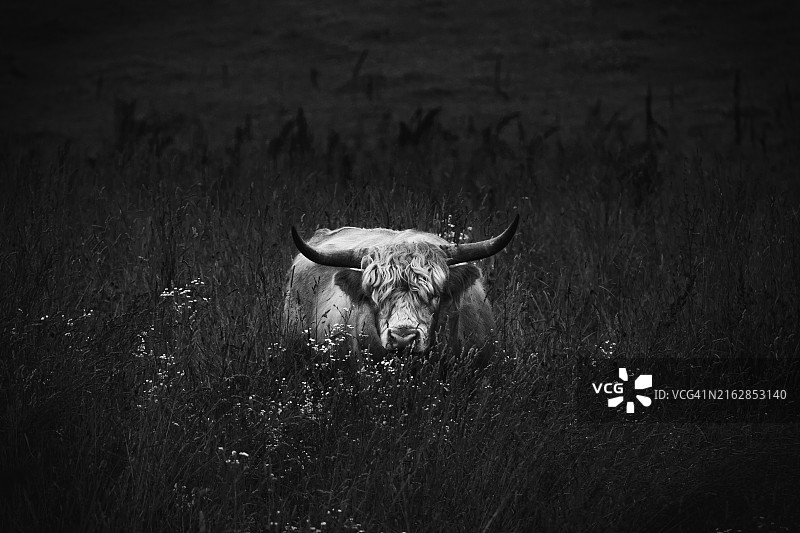 蓬乱的公牛图片素材