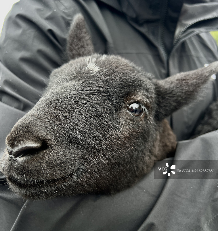 在爱尔兰手抱小羊羔图片素材