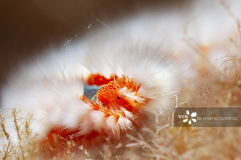 水下拍摄到的胡须火虫，海洋生物，潜水员视角图片素材