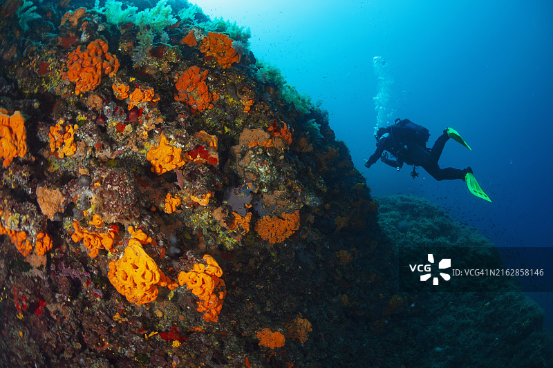 潜水员在地中海探索美丽的海洋生物和橙色海绵图片素材