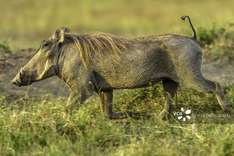 马赛马拉的疣猪图片素材