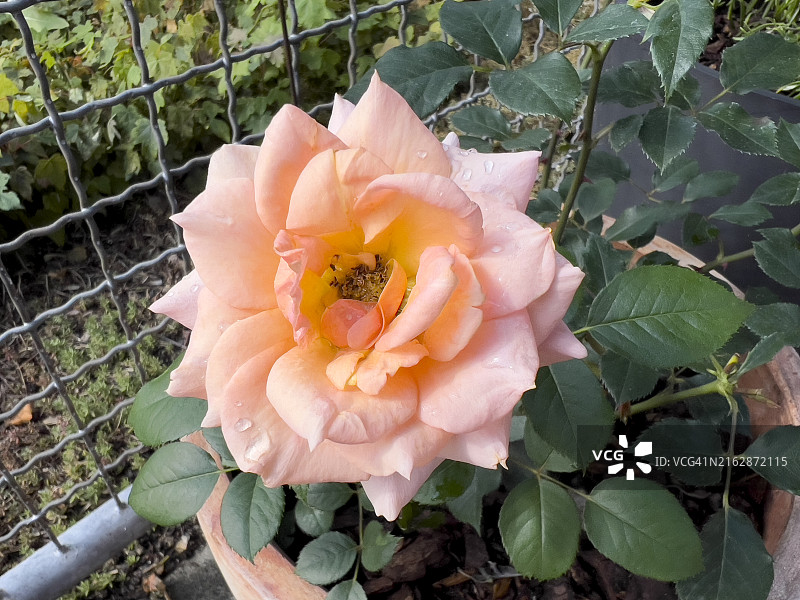 带雨滴的玫瑰花图片素材