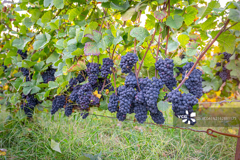 香槟酒庄悬挂着的茂盛葡萄图片素材