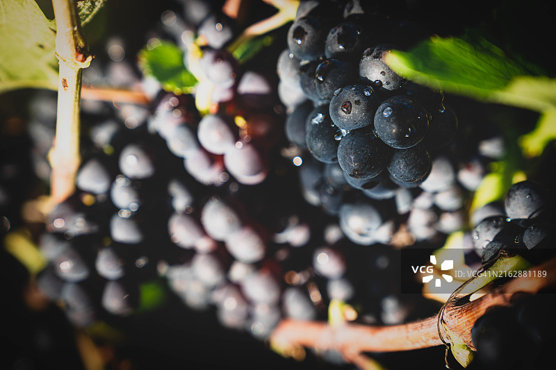 香槟酒庄悬挂着的茂盛葡萄图片素材