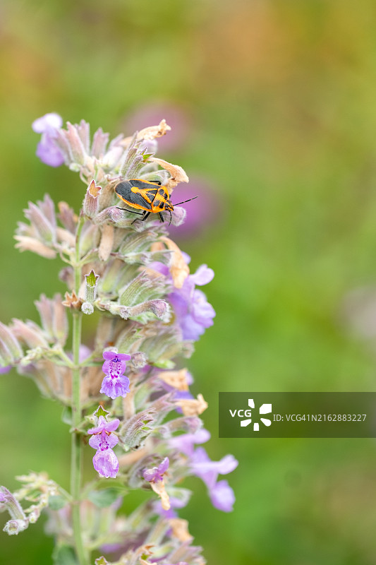 夏至草植物上的夏至草虫图片素材