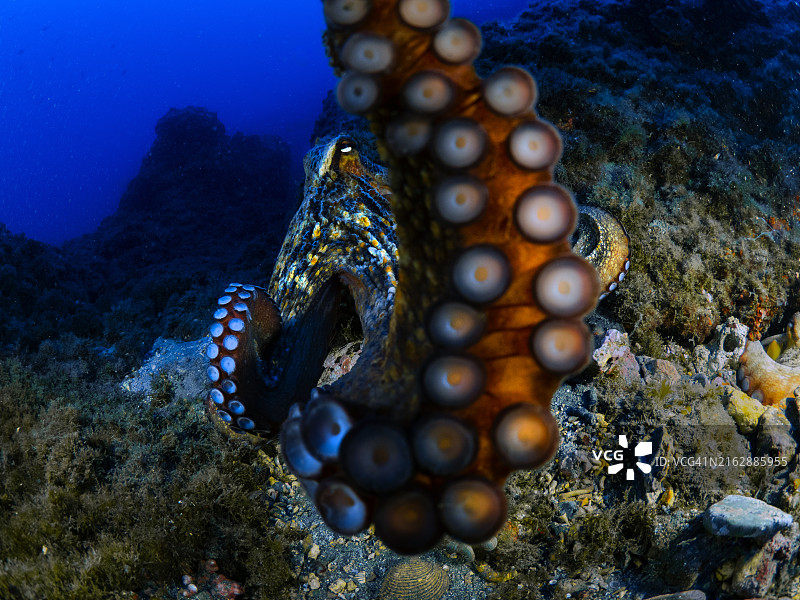 水下拍摄的章鱼图片素材