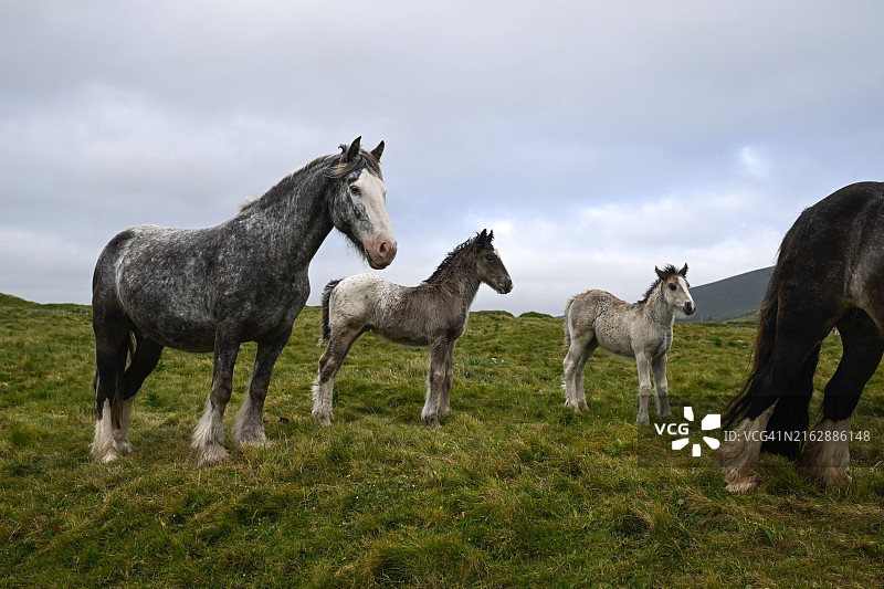 克洛厄黑德的马和小马驹图片素材