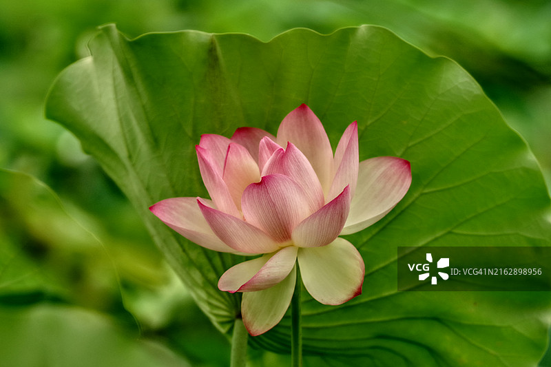 HDR摄影下的荷花图片素材