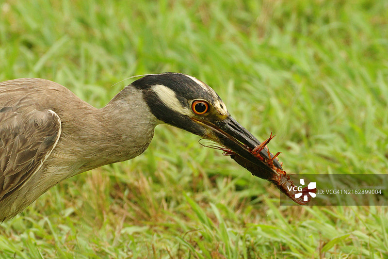 苍鹭吃小龙虾图片素材